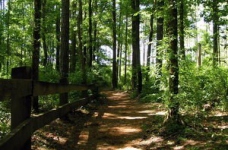 Школярі можуть долучитися до акції “Майбутнє лісу в твоїх руках”