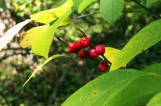 Екологічний конкурс для українських шкіл від Фундації ПАУСІ