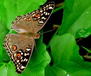 Особливості проведення ЗНО з біології у 2011 році