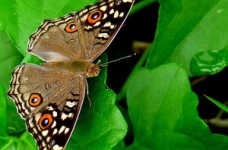 Особливості проведення ЗНО з біології у 2011 році