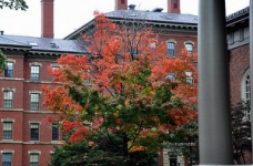 Молоді українці стажуються у Гарварді, щоб стати державними службовцями