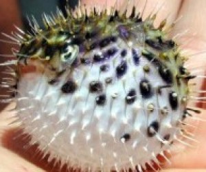 Рейтинг заборонених делікатесів