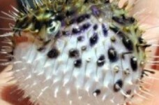 Рейтинг заборонених делікатесів