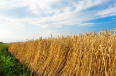 Гранти на навчання в аграрних вузах України