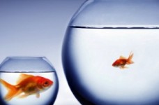 Що собою представляють програми mini-MBА?