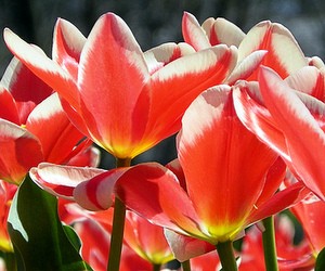 До 8 березня у школах проведуть заходи, присвячені українським жінкам