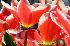 До 8 березня у школах проведуть заходи, присвячені українським жінкам