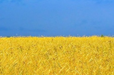 Завершено проведення ЗНО з історії України