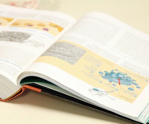 Центр оцінювання знову припустився помилок, тепер у тесті з біології