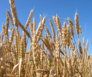 Agro MBA від kmbs - перша в Україні