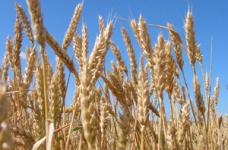 Agro MBA від kmbs - перша в Україні