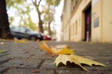 Осінні канікули у Києві триватимуть два тижні