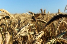 В управління МОН передано аграрні ВНЗ