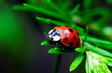 17 червня відбудеться ЗНО з біології