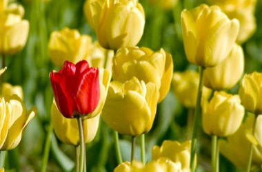 Опубліковані відповіді на ЗНО з біології