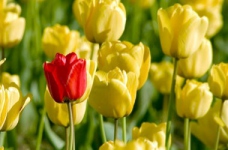 Опубліковані відповіді на ЗНО з біології