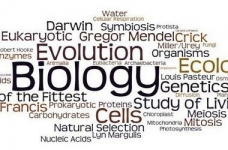Поріг тесту ЗНО з біології склав 24 тестових бала