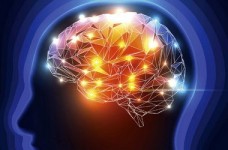 Вчені з'ясували, як завантажувати знання в мозок