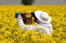 МОН роз'яснило, нащо країні бджоляри й виноградарі