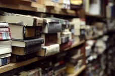 Мертві бджоли… Оновленню програм із української мови