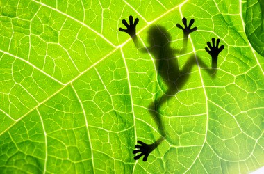 Напередодні проведення ЗНО з біології