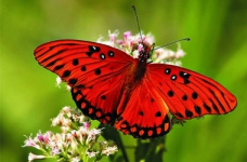 Опубліковані відповіді на тест ЗНО з біології