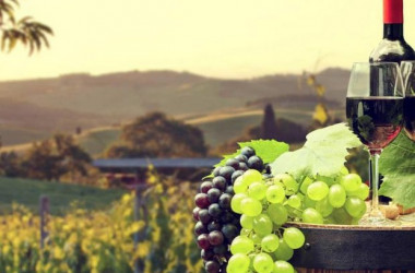 Садівництво та виноградарство — спеціальність рівня «бакалавр»