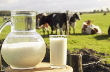 Технологія виробництва і переробки продукції тваринництва — спеціальність рівня «бакалавр»