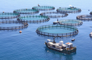 Водні біоресурси та аквакультура — спеціальність рівня «бакалавр»