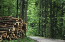 Лісове господарство — спеціальність рівня «бакалавр»