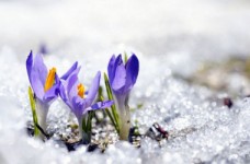 Весна. 25 тиждень НУШ для першого класу