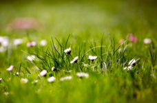 «Світ рослин»: 28 тиждень НУШ для першого класу