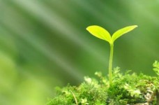 «Моє довкілля»: 4-й тиждень НУШ для першого класу