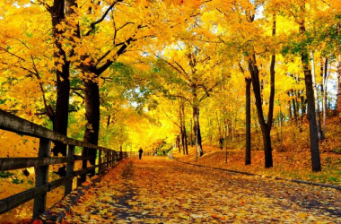 «Осінь»: 5-й тиждень НУШ для першого класу