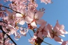 У Києві перенесено весняні канікули в школах