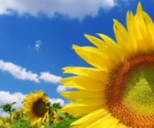 Шкільний підручник історії України: яким він має бути