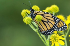 Турбуємося про довкілля: завдання з екології для дітей