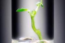 9 червня відбудеться зовнішнє незалежне оцінювання з біології