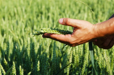 Агрономія — спеціальність рівня «магістр»