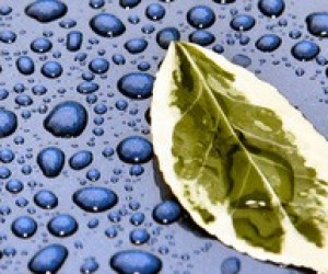 Визначено результати учасників зовнішнього оцінювання з біології