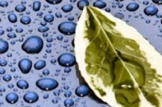 Визначено результати учасників зовнішнього оцінювання з біології