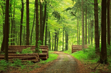 Лісове господарство — спеціальність рівня «магістр»