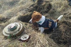 Школярів запрошують на онлайн-урок з мінної безпеки