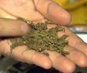 Вчителька школи заарештована за торгівлю наркотиками