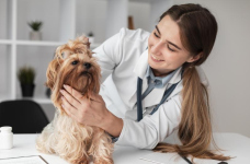 Майбутні ветеринари-магістри склали єдиний іспит