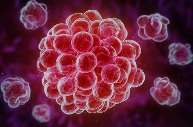 Лімфоцити в крові: значення для імунної системи